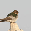 Violet-green Swallow